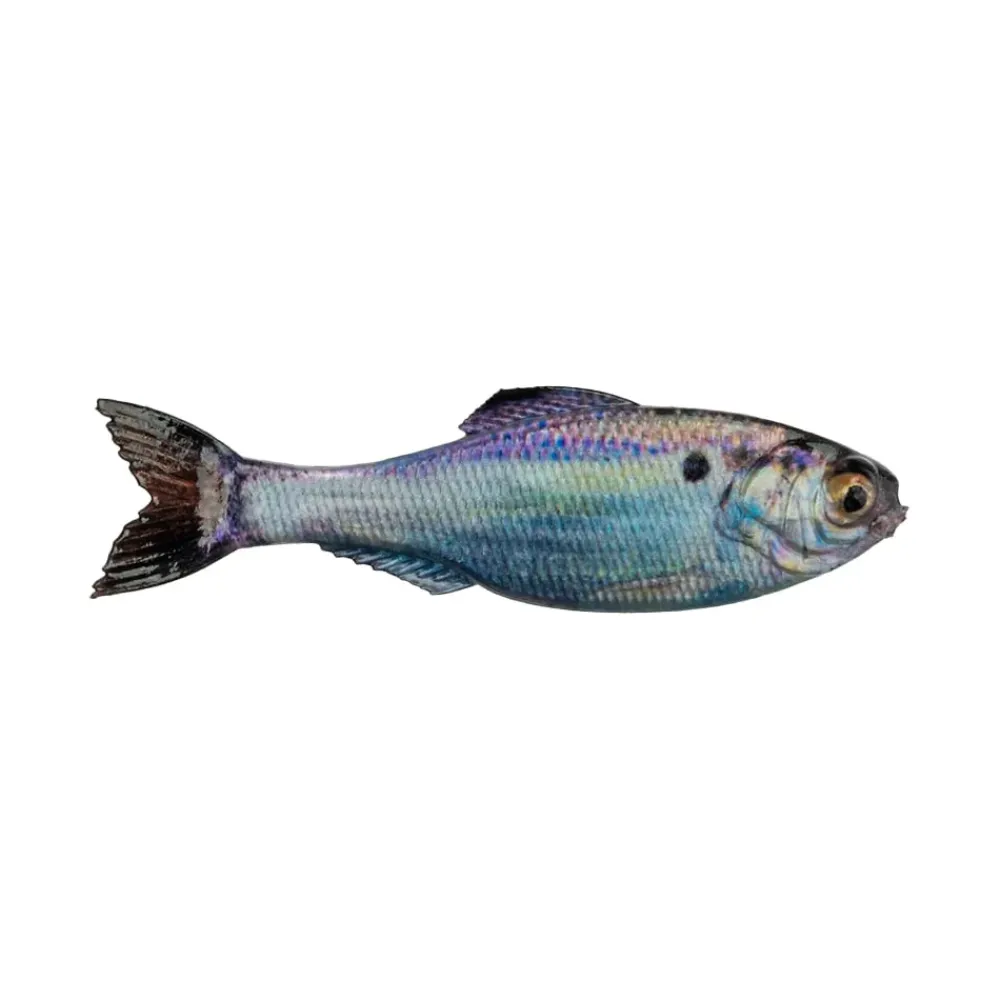 Sale Panorama Baitfish Creature Baits|Soft Jerkbaits & Minnows