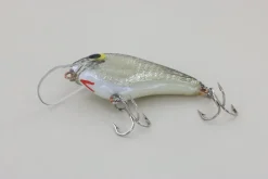 Sale #2 Black Back Curiosity Box