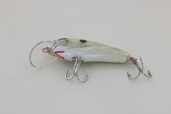 Clearance #3 Grey Back Curiosity Box